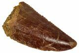 Serrated Raptor Tooth - Real Dinosaur Tooth #333393-1